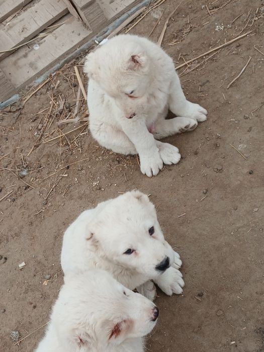 Алабай кучиклар сотлади