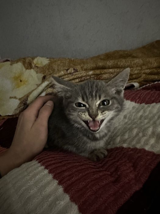 отдам котенка даром