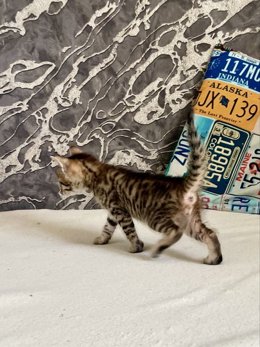 Продам котят 1,5 мес.