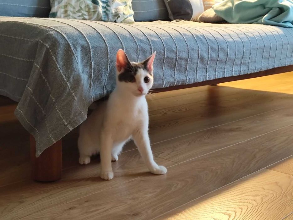 Били търси осиновител!