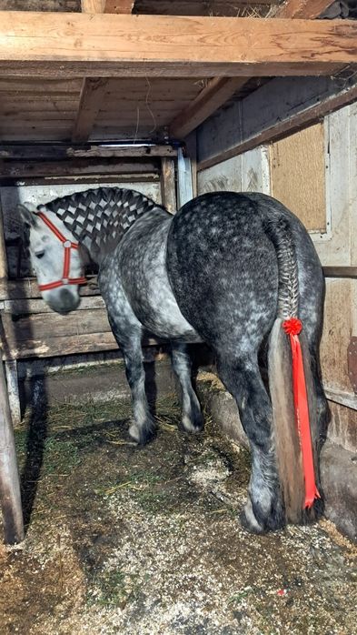 Iapă grea gestanta in 8luni