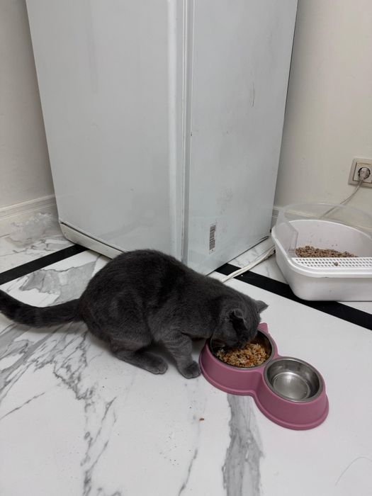 Британский котик