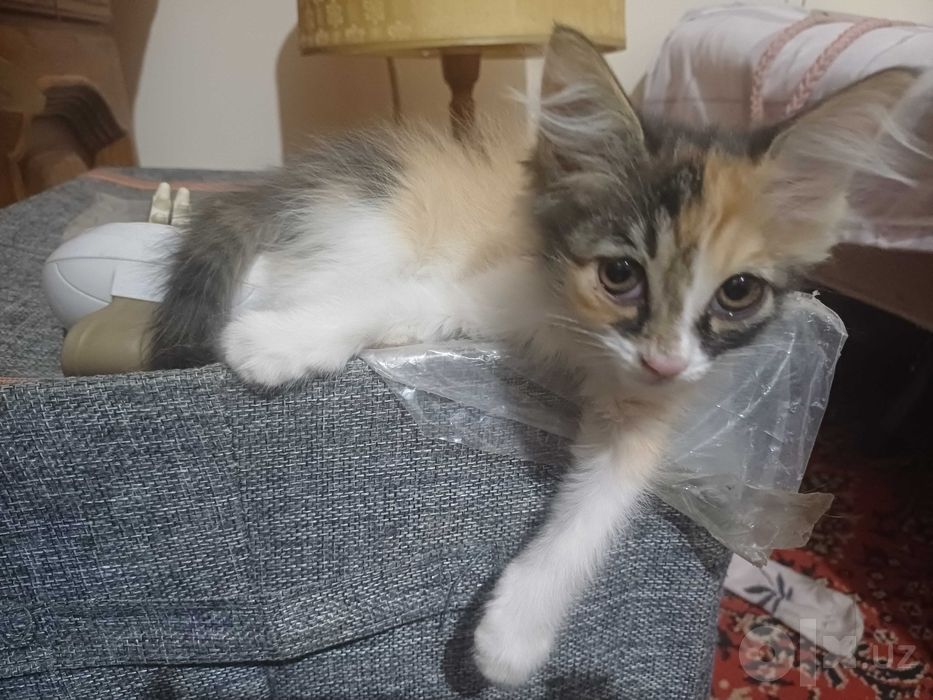 Котята бесплатно