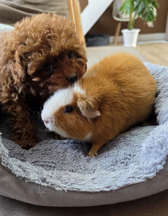 Морская свинка тэдди