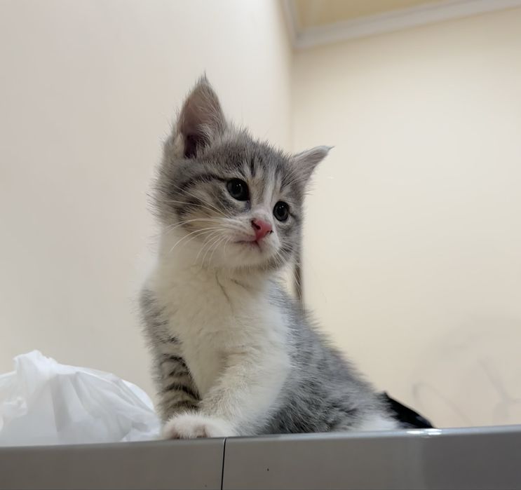 Отдам даром в добрые руки