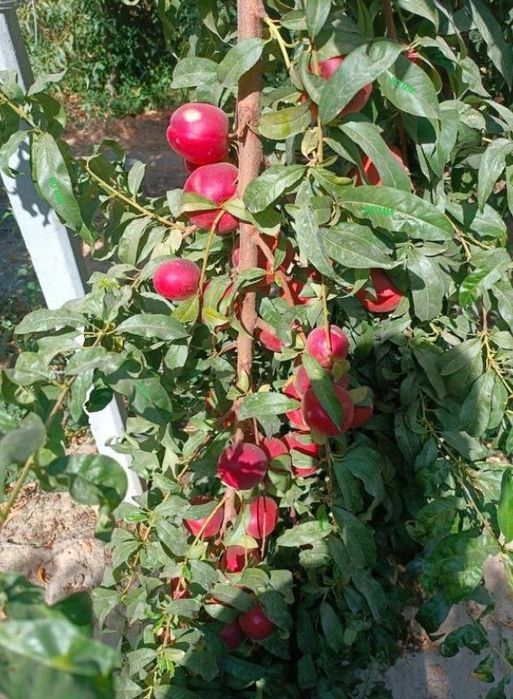 OLMA SHOFTOLI Zoldori Behi Glos Nok Qoroli pista Bodom SHpanka Anjir