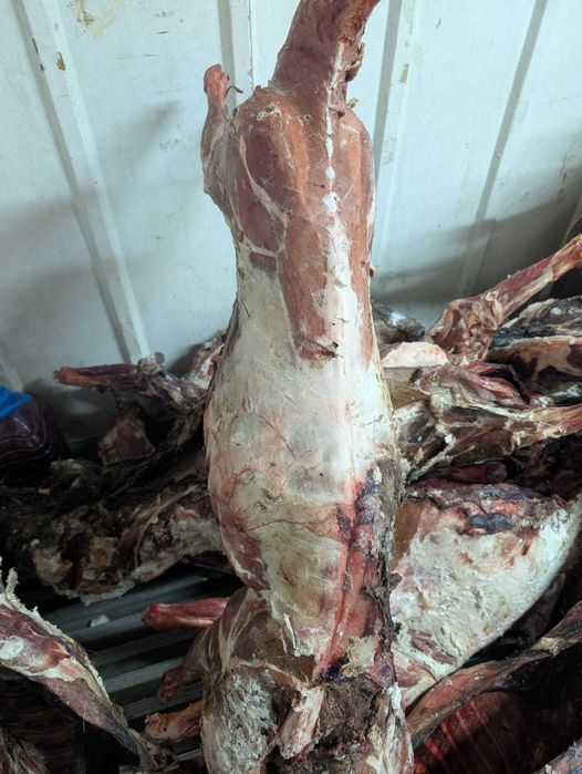 Мясо сайги, Бокен ети