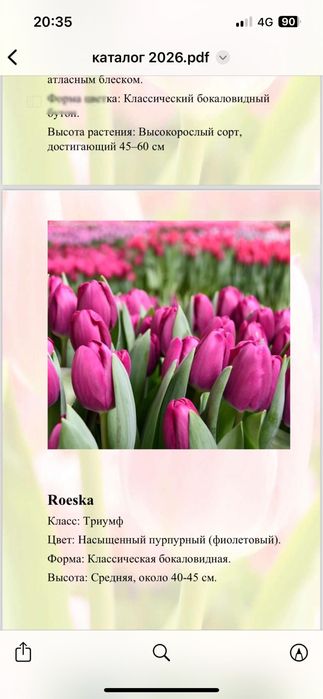 Тюльпаны свежие