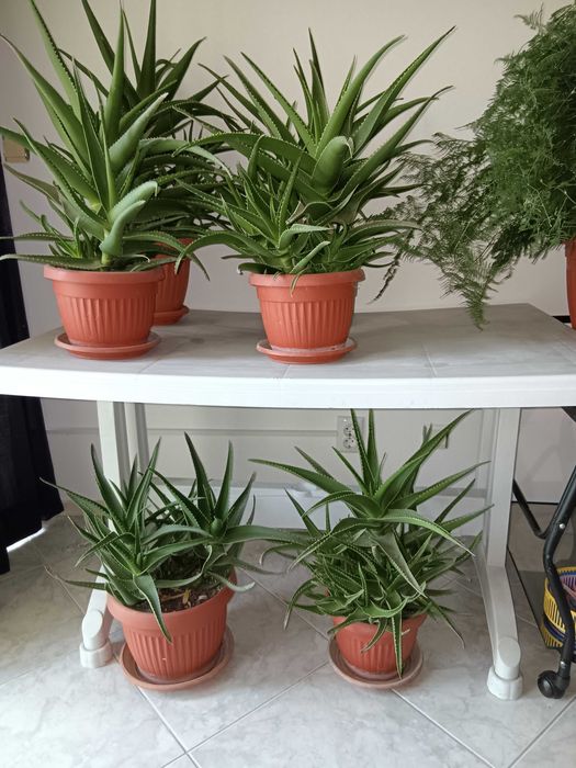 Саксии с алое вера 6 броя,на две години.