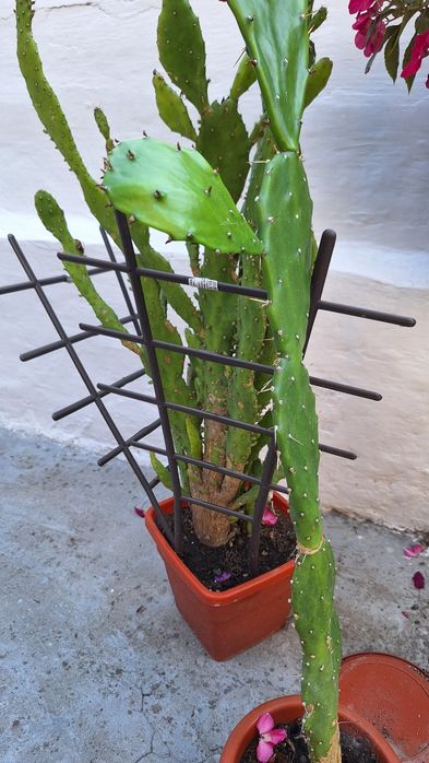 Cactus Opuntia,2 ghivece.