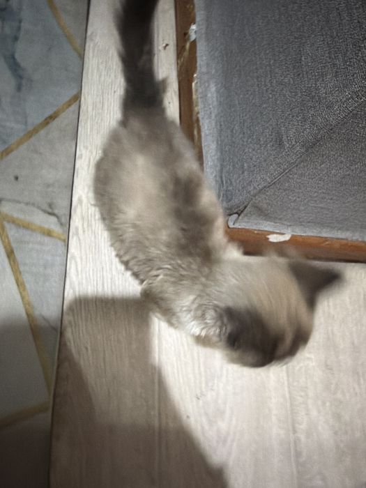 Котенок,бесплатно