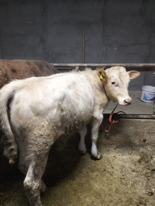 Еркек тайынша сатылады