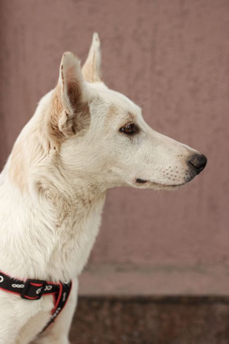 Шикарная Боня ищет дом