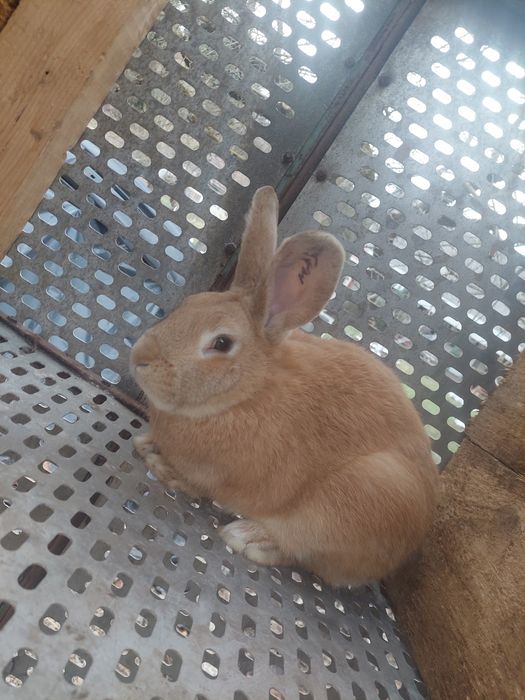 Vand iepuri diferite rase