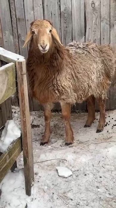 Продаю кошкара