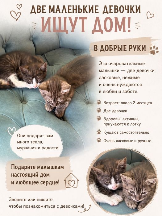 Котята в добрые руки