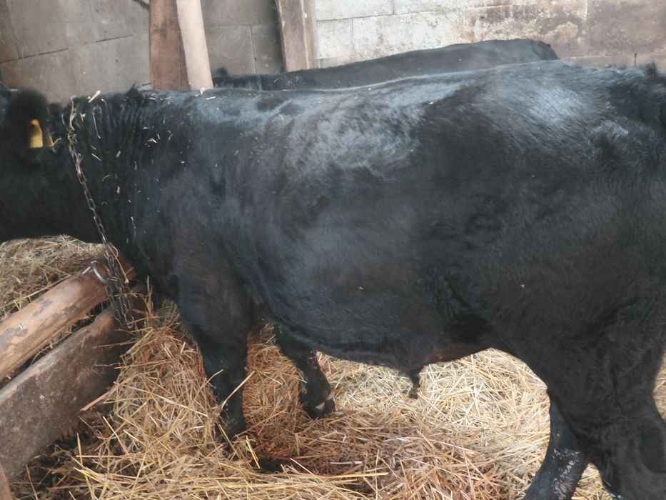 Tauri angus de vanzare