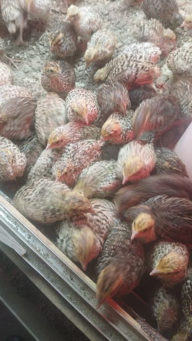 Бөдене балапандар, цыплята перепелиные