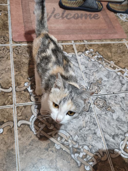Кошка стерилизованная