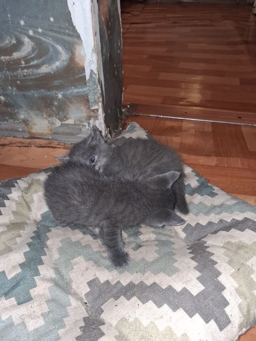 Отдам котят бесплатно