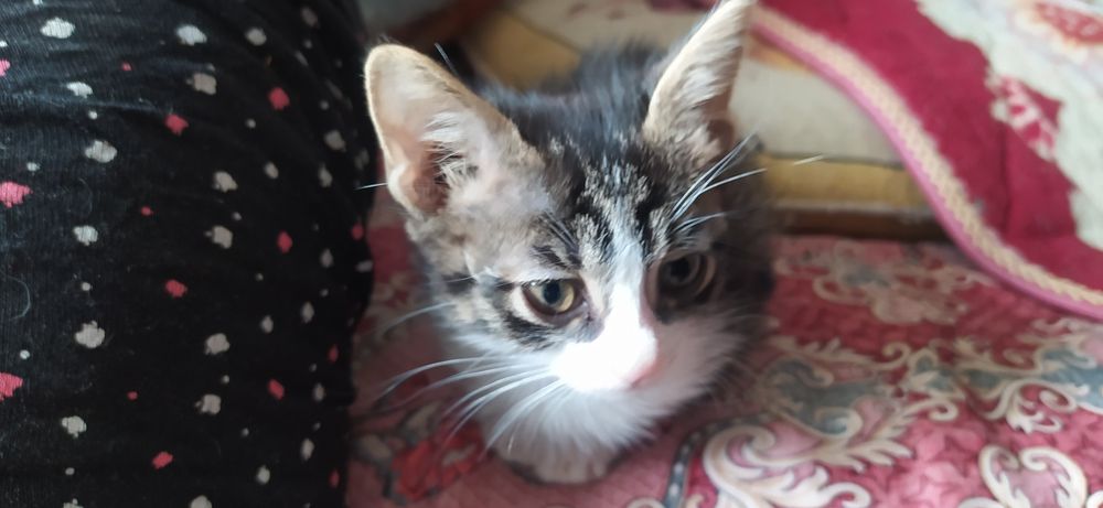 Отдам счастье в добрые руки