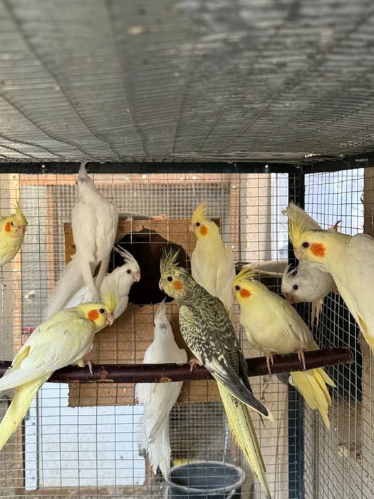 Карелла попугай по 8000