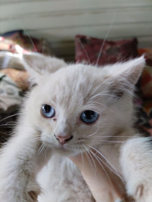 Подарю хороших  котят