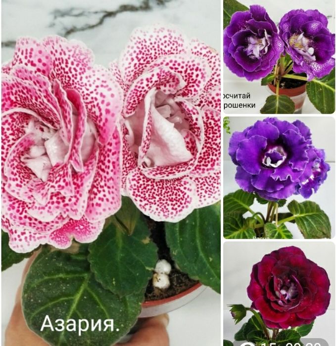 Укоренные листочки глоксиний.