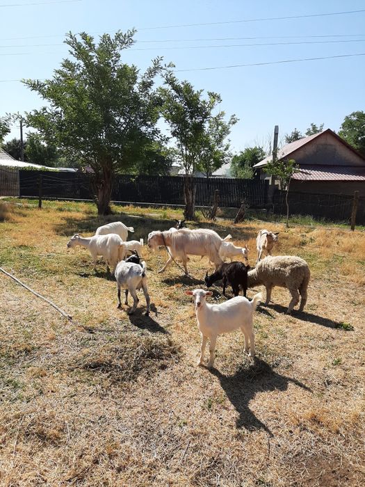 Vând capre / țap !