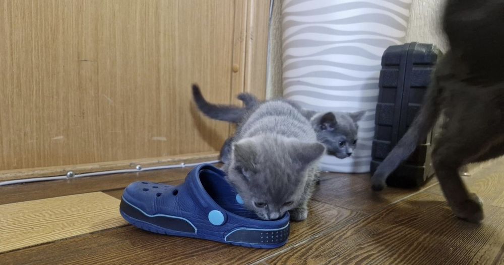 Британские котята