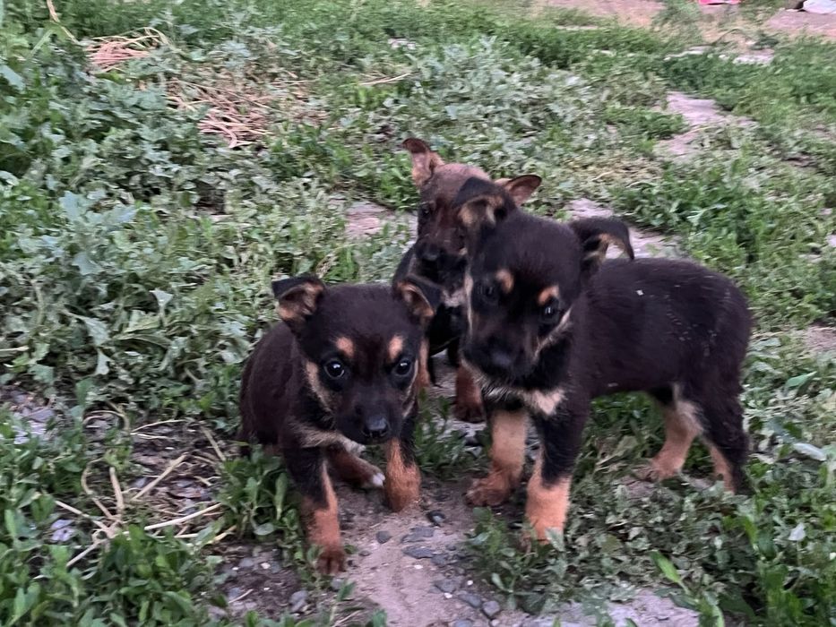 Продам щенки немецкий овчарка