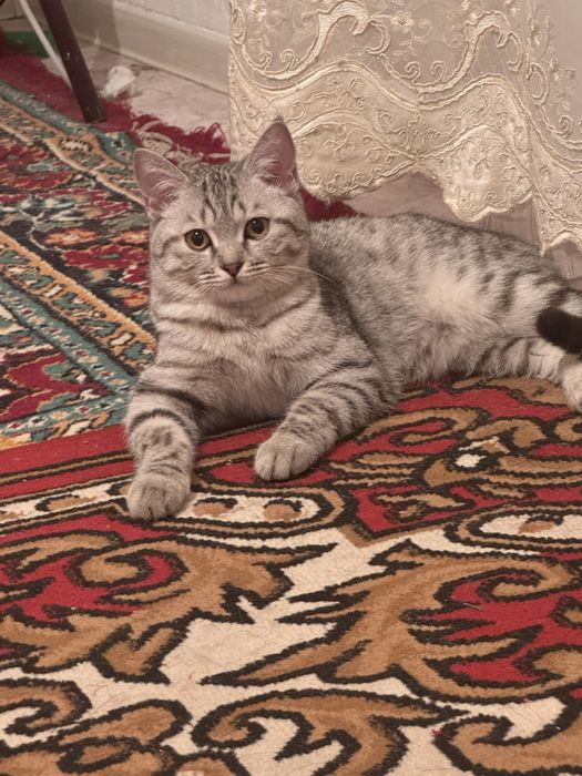 кошка скотч страик