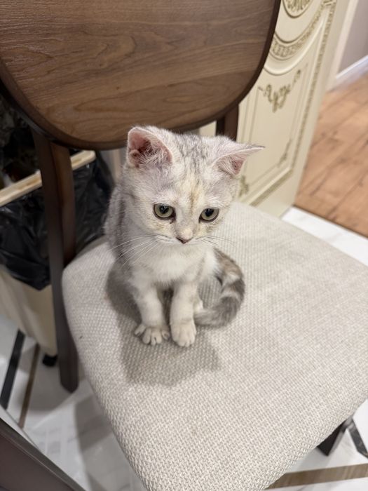 Продам шотладского котенка