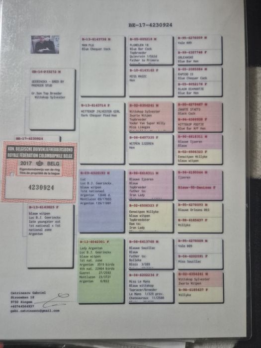 De vanzare porumbei voiajori
