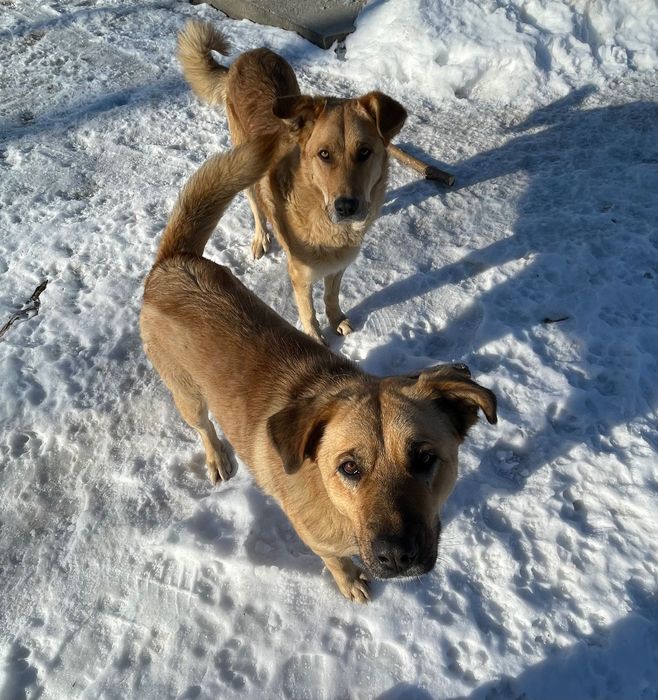 Donatie /adoptie caini talie medie/mare