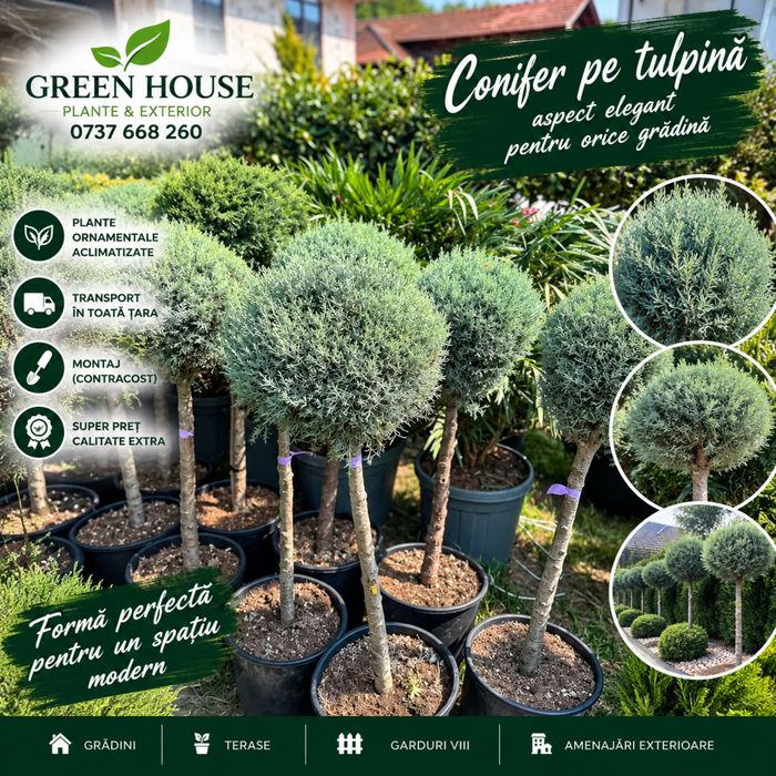 Chiparos Arizona pe tulpină globular super preț plante ornamentale