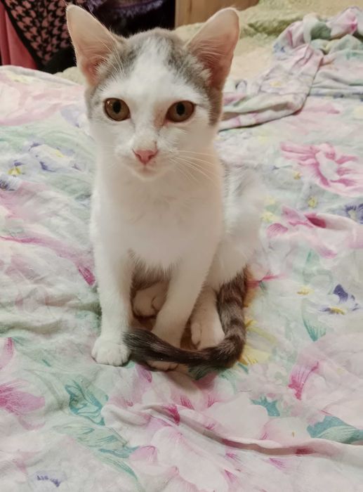 Отдам котенка девочка