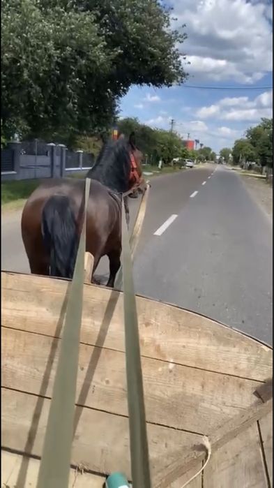 De vanzare manz de 2.5 ani