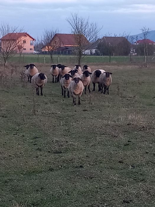 Vând 5 oi suffolk  ai 1 berbec
