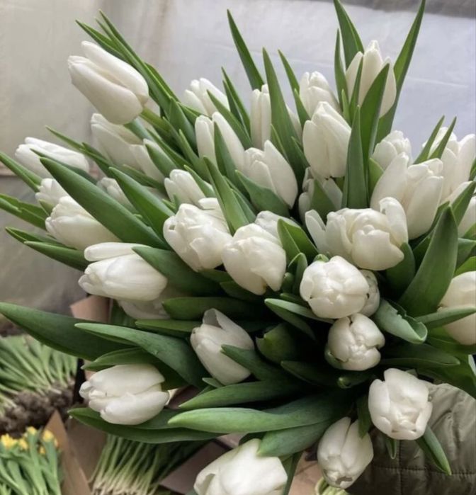 Тюльпаны тюльпаны