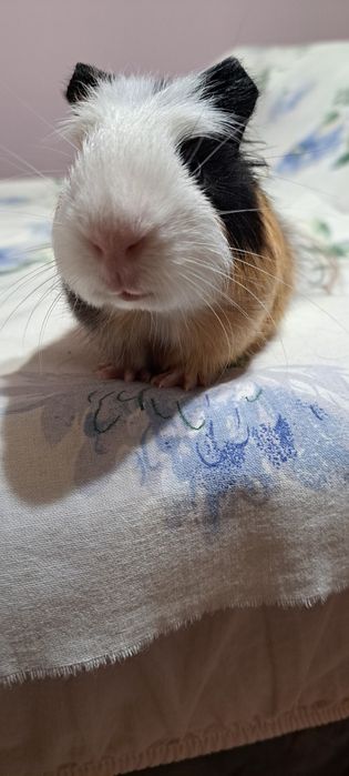 Vind porcusor de guinea