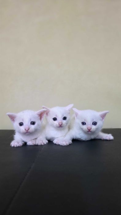 Котенок кошка котята