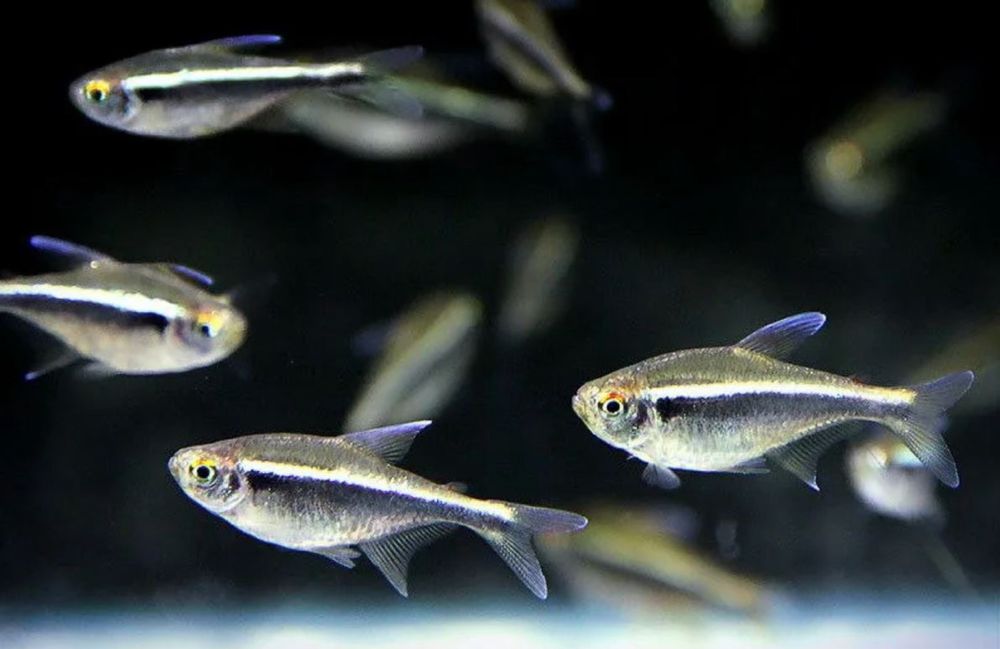 Аквариумные рыбы