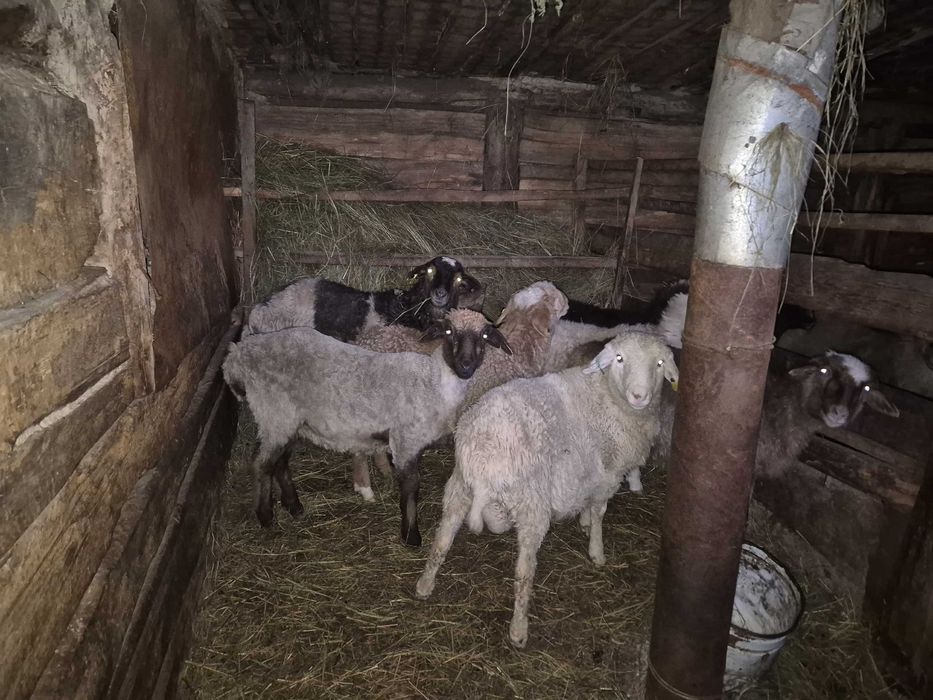 Продам баран с откорма