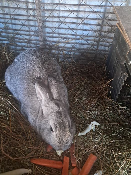 Продам крола породы шиншила