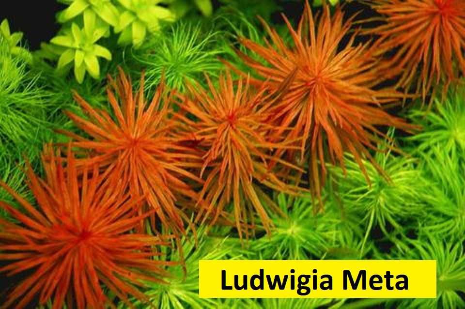 Oferta Plante rare de acvariu - Preturi economice