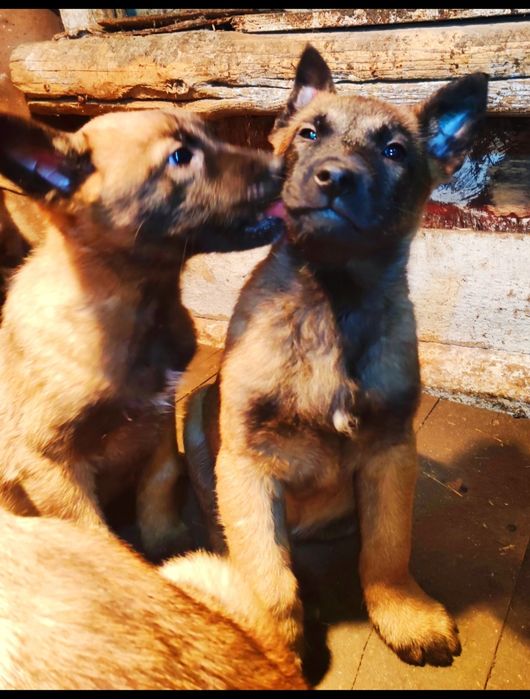 Щенки Бельгиской овчарки МАЛИНУА