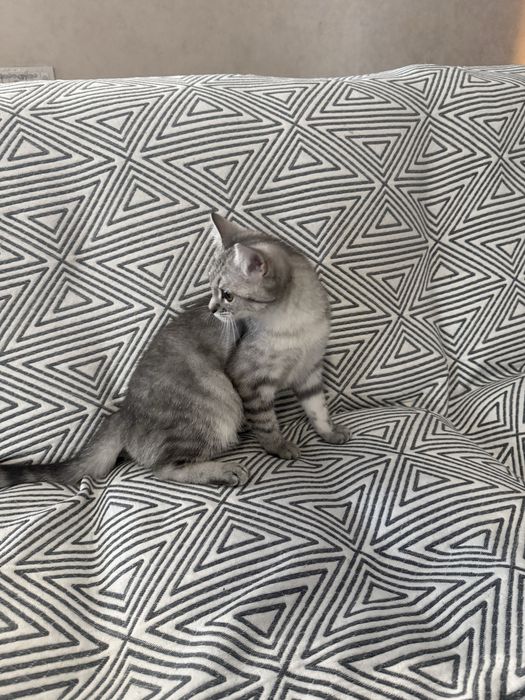 Кошечка Луна ищет дом!