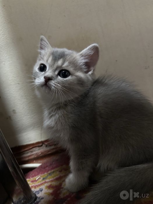 Продаётся вислоухий котёнок. Очень милый и ласковый малыш
