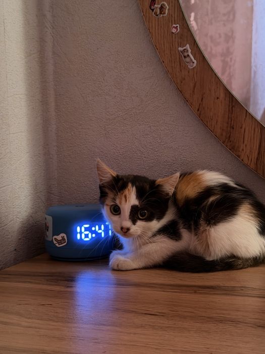 СРОЧНО!котенок в добрые руки